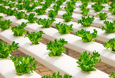 agriculture-basil-bunch